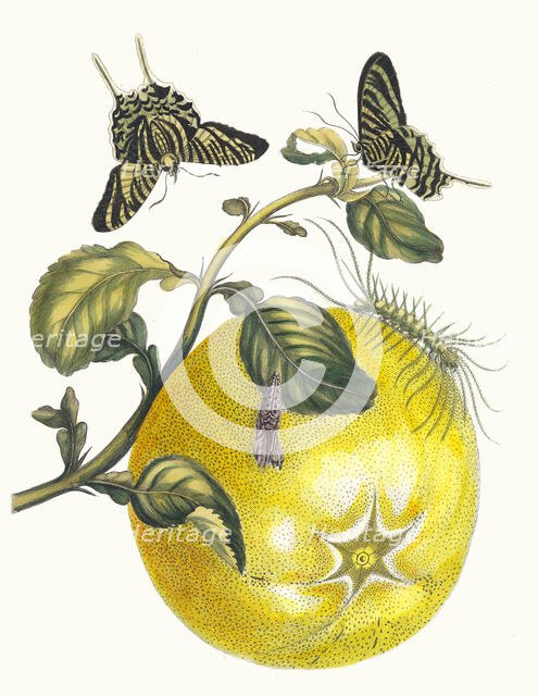Pompelmous. From the Book Metamorphosis insectorum Surinamensium, 1705. Creator: Merian, Maria Sibylla (1647-1717).