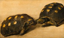 Study of Two Brazilian Tortoises. Creator: Albert Eckhout.