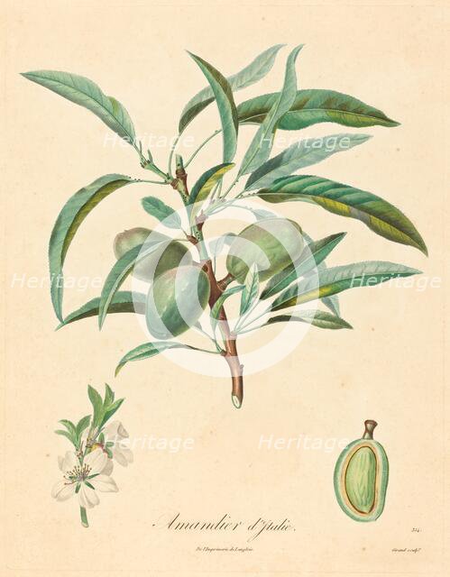 Amandier d'Italie. Creator: Unknown.