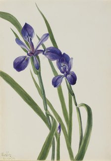 Iris (Iris species), 1939. Creator: Mary Vaux Walcott.