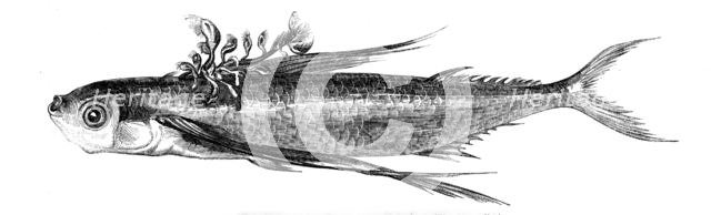 Flying fish, with a Parasitic Growth on its Back, 1858. Creator: Unknown.
