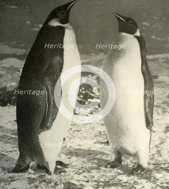 'Two Emperor Penguins', c1908, (1909).  Artist: Unknown.