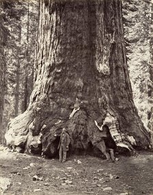 Section of the Grizzly Giant, 101 feet circumference, 1865-66, printed ca. 1876. Creator: Carleton Emmons Watkins.