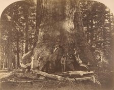 Section of Grisly Giant, Mariposa Grove, 1861. Creator: Carleton Emmons Watkins.