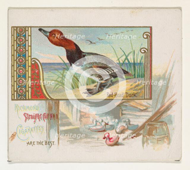 Red Head Duck, from the Game Birds series (N40) for Allen & Ginter Cigarettes, 1888-90. Creator: Allen & Ginter.