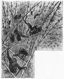 'Hoolocks in a Bamboo Jungle', c1900. Artist: Helena J. Maguire.