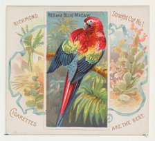 Red and Blue Macaw, from Birds of the Tropics series (N38) for Allen & Ginter Cigarettes, ..., 1889. Creator: Allen & Ginter.