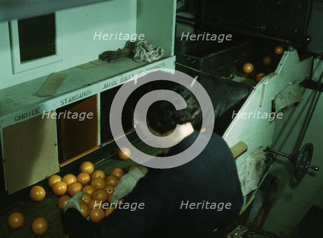 Grading oranges at a co-op orange packing plant, Redlands, Calif. , 1943. Creator: Jack Delano.