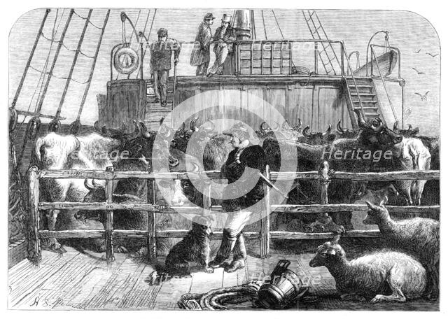 Foreign cattle on board the Batavier, London and Rotterdam steamer, 1865. Creator: Unknown.