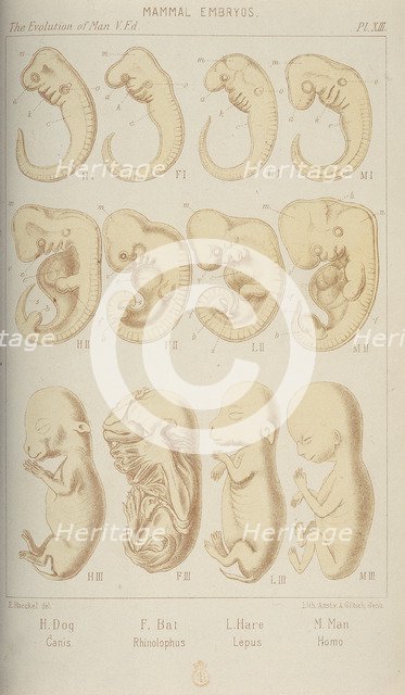 Mammal embryos, 1905. Artist: Unknown