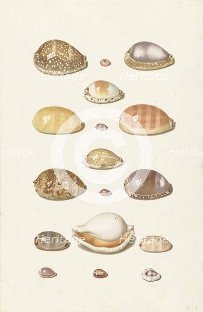 Cowrie shells, 1726-1779. Creator: Johann Gustav Hoch.