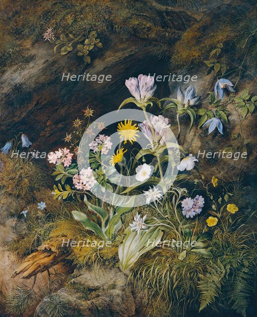 Alpine flora, 1853. Creator: Theodor Josef Petter.