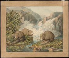 Three Beavers Building a Dam, c. 1800. Creator: Johann Heinrich Wilhelm Tischbein.