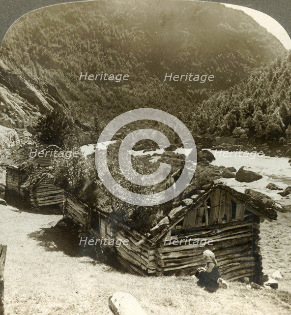 'Old log houses in Bratslandsdal, with trees growing on sod-covered roofs, Norway', c1905.  Creator: Unknown.