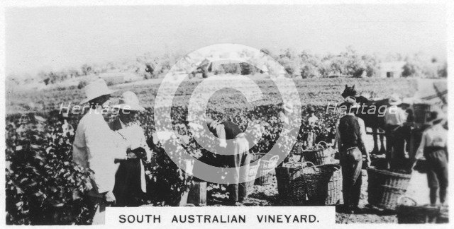 South Australian vineyard, 1928. Artist: Unknown
