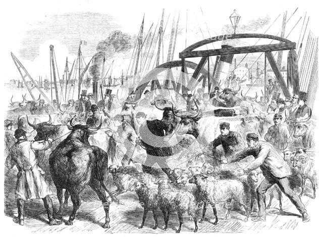 Landing foreign cattle at the British and Foreign Wharf, near the London Docks, 1865. Creator: Unknown.