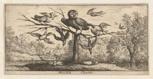 Monedula, Chouëtte (The Owl): Livre d'Oyseaux (Book of Birds), 1655-1660. Creator: albert flamen.