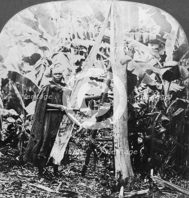 Peeling bark for making bark cloth, Uganda, late 19th or early 20th century. Artist: Keystone View Company