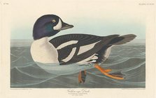 Golden-eye Duck, 1838. Creator: Robert Havell.