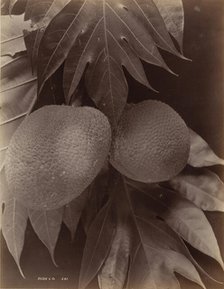 Bread Fruit, 1870. Creator: S. Slinn & Co..
