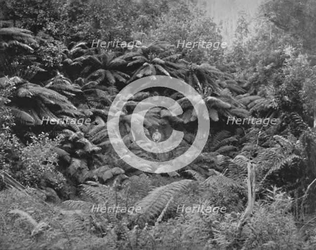 'Fern-Tree Valley, Under Mount Wellington', 19th century. Artist: Unknown.