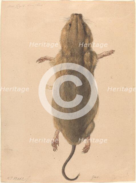 A Field Mouse, from Above, c. 1775. Creator: Johann Rudolf Schellenburg.