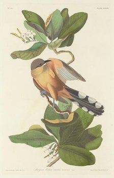 Mangrove Cuckoo, 1833. Creator: Robert Havell.