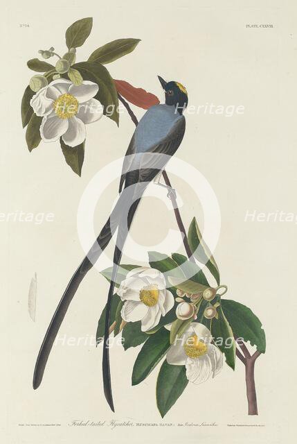 Forked-tail Flycatcher, 1833. Creator: Robert Havell.