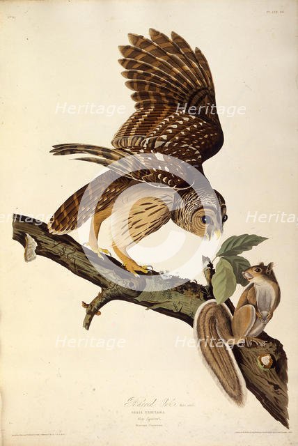 The barred owl. From "The Birds of America", 1827-1838. Creator: Audubon, John James (1785-1851).