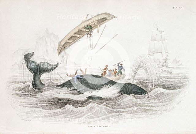 Harpooning a Greenland Whale which has tossed one of the attacking boats, 1837. Artist: William Jardine