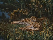 'Indian Leopards', late 19th-early 20th century, (c1930).  Creator: John MacAllan Swan.