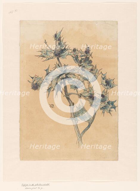 Thistles, in or before 1893. Creator: Willem Wenckebach.