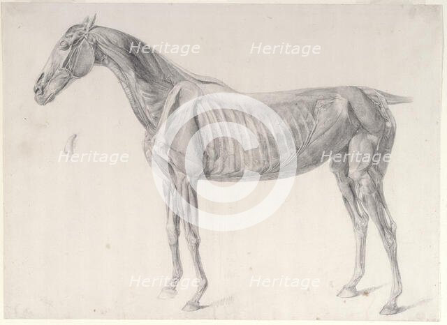 Finished study for 'The Third Anatomical Table of the Muscles ... of the Horse', 1756. Creator: George Stubbs.