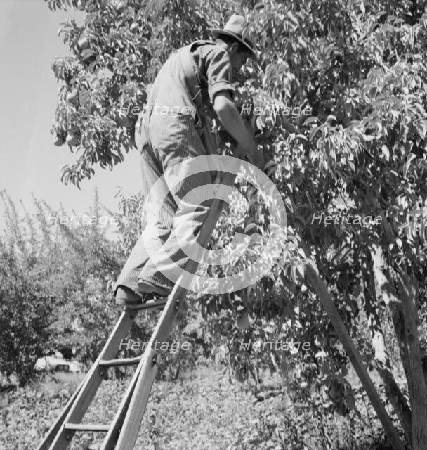 Possibly: Picking pears, Pleasant Hill Orchard, Yakima Valley, Washington, 1939. Creator: Dorothea Lange.