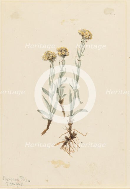 Buff Pussytoes (Antennaria luzuloides), 1917. Creator: Mary Vaux Walcott.