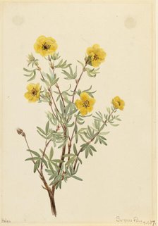 Bush Cinquefoil (Potentilla fruticosa), 1917. Creator: Mary Vaux Walcott.