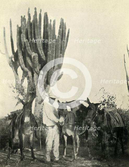 'Life and Travel in Mexico: Mules, Peon and Cactus', 1919. Creator: Unknown.