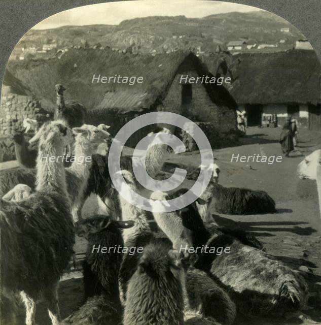 'Llamas, S. American Cousins of the Camel, Resting between Journeys, Cerro de Pasco, Peru', c1930s. Creator: Unknown.