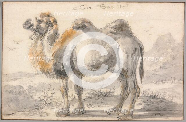 A Camel, 1646. Creator: Cornelis Saftleven.