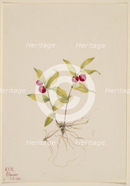 Kruhsea (Kruhsea streptopoides), 1922. Creator: Mary Vaux Walcott.