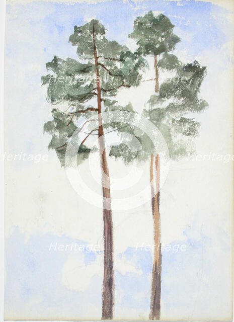Two pine trees. Creator: Maria Wiik.