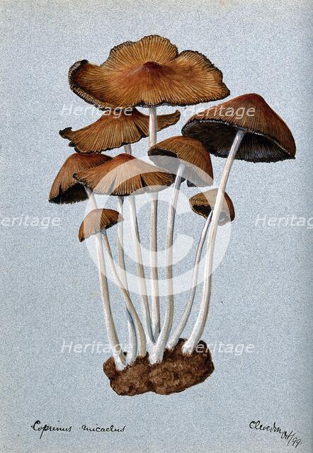 A fungus (Coprinus micaceus): group of fruiting bodies, 1899. Creator: Unknown.