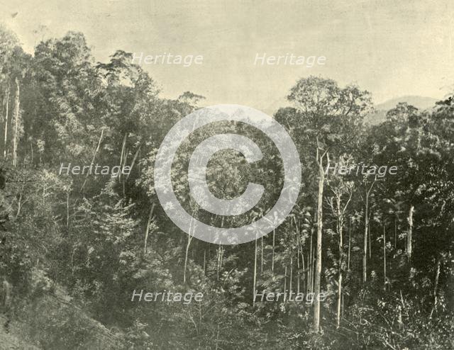 'Tropical Scrubs, Blackall Range, Queensland', 1901. Creator: Unknown.