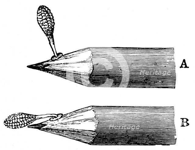 Pollen mass of Orchis mascula when first attached (A) and after depression (B), 1899. Artist: Unknown