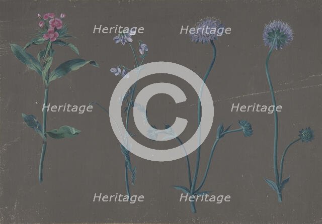 Study of Three Flowers, 1781. Creator: Johann Christian August Birnbaum.