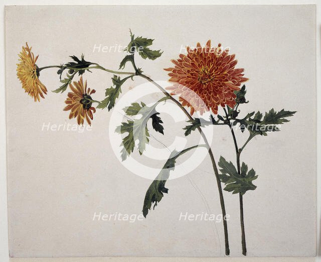 Chrysanthemums, c1817. Creator: Franz Theobald Horny.