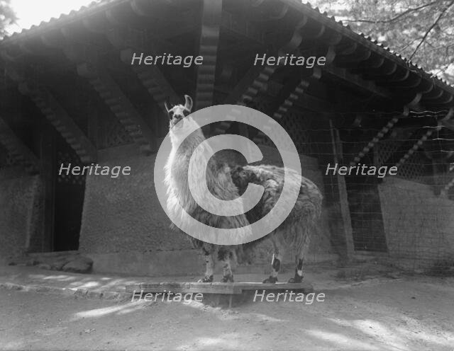 Zoo, Washington, D.C.: Llama, 1916. Creator: Harris & Ewing.