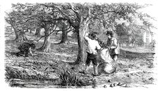 Cider-Making in Devonshire - Collecting the Grass-Fruit, 1850. Creator: Unknown.
