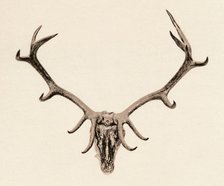 'Head of a Deer', c16th century, (1904). Artist: Unknown.