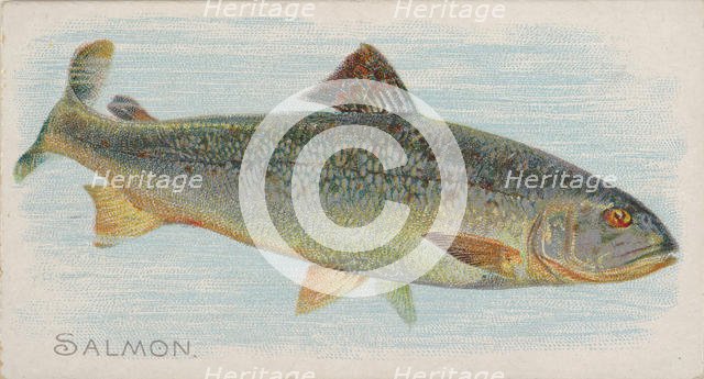 Salmon, from the Fish from American Waters series (N8) for Allen & Ginter Cigarettes Brands, 1889. Creator: Allen & Ginter.